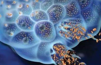 溶瘤病毒抗肿瘤免疫反应机制