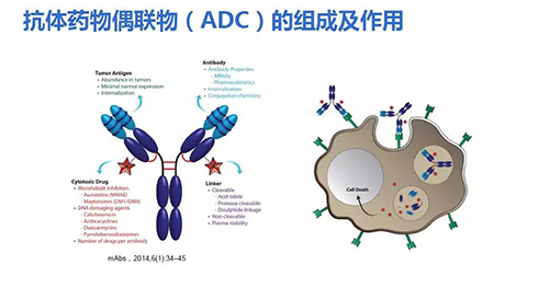 抗体药物耦联物（ADC）的组成及作用