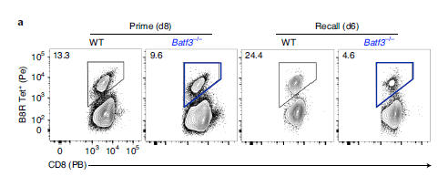 研究人员发现BATF3对记忆CD8+ T细胞的转化和质量都至关重要。