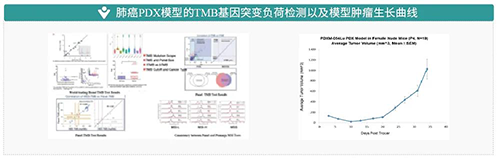 肺癌PDX模型的TMB基因突变负荷检测以及模型肿瘤生长曲线