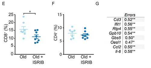 ISRIB还能改善老年小鼠的免疫系统中T细胞的功能