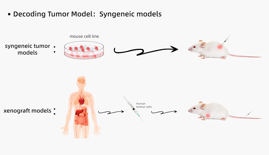 解码肿瘤模型研究：同源肿瘤移植模型