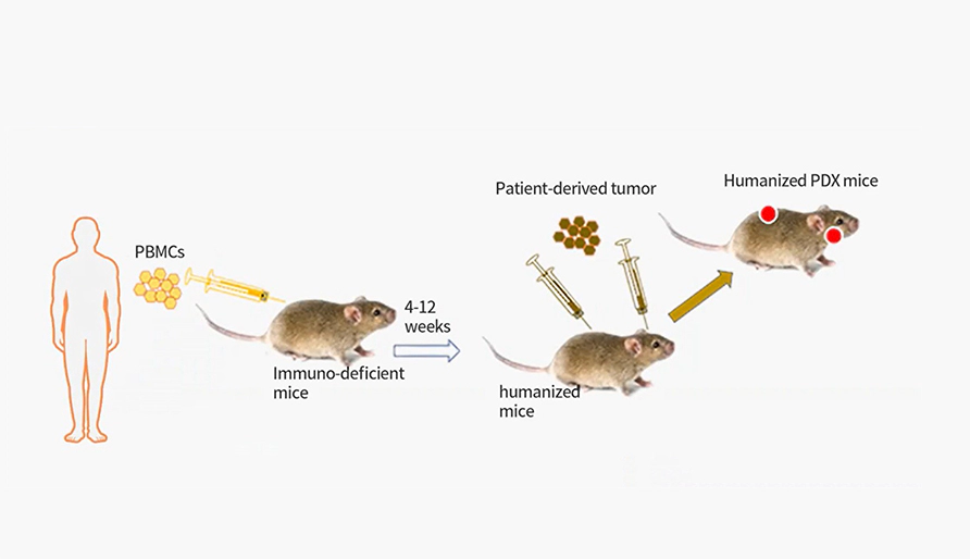 利用人源化小鼠模型推进肿瘤临床研究。