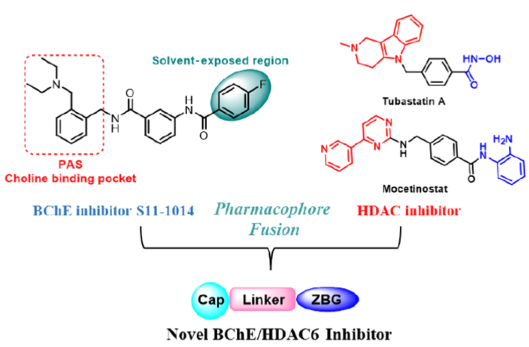 N-苄基苯甲酰胺类BChE HDAC6双重抑制剂的设计.webp