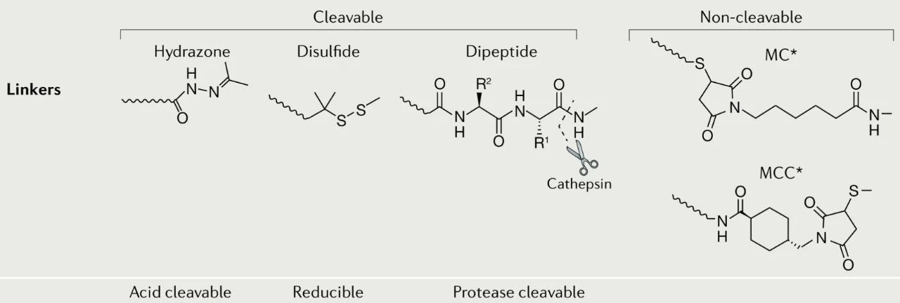 ADC药物的连接子.webp