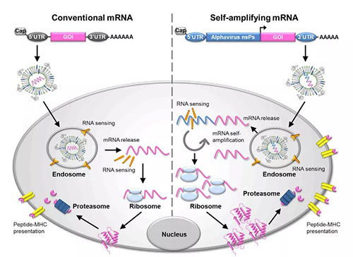 mRNA疫苗和抗原表达机制的示意图.jpg