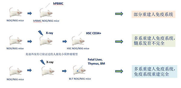 免疫系统重建人源化小鼠的构建.png