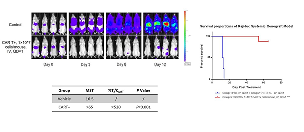 图为Raji-luc荧光素标记淋巴瘤细胞诱导的hPBMC免疫系统重建小鼠药效模型的药效研究.png