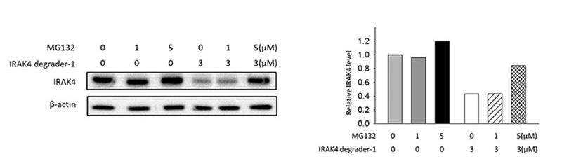MG132抑制实验表明IRAK4-degrader-1通过蛋白酶体途径降解IRAK4.png