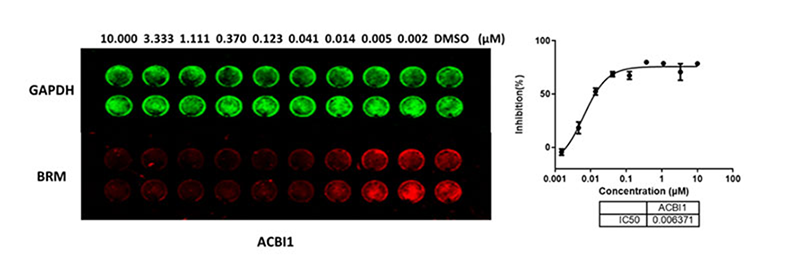 ACBI1（BRM-降解剂）以剂量依赖性方式降解-BRM蛋白.png