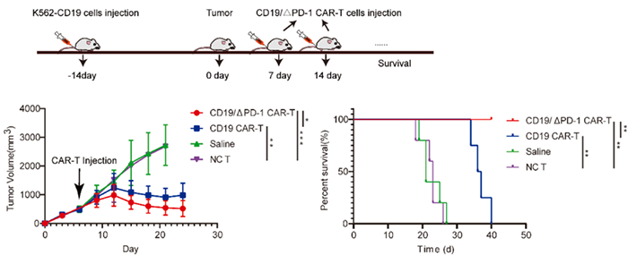 CD19△PD-1 CAR-T细胞抑制K562-CD19肿瘤生长.png