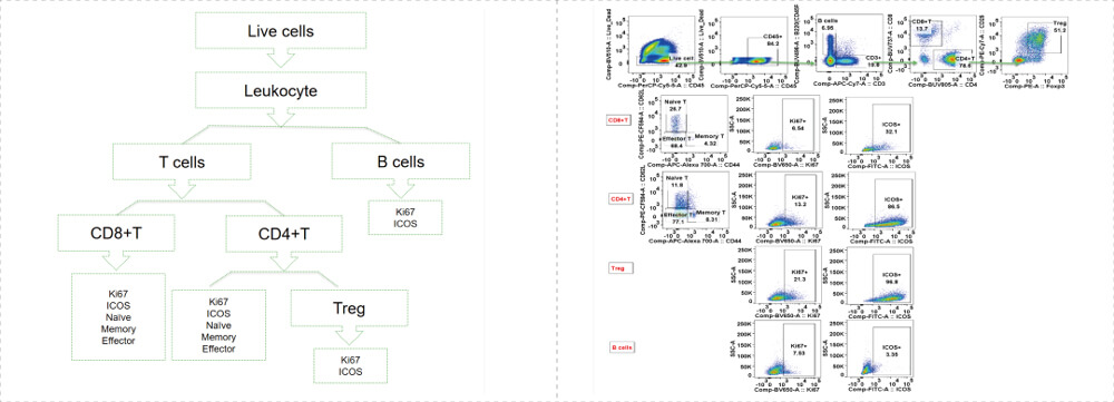 Data-shown-was-Mouse-Treg&Teff-Panel_mouse_Tumor.jpg