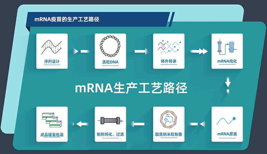 mRNA疫苗的生产工艺路径