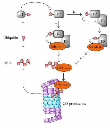 泛素-蛋白酶体系统（UPS).jpg