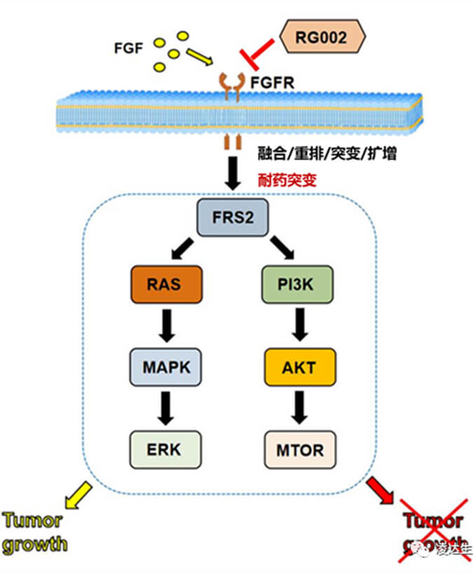 凌达生物泛FGFR1-4-不可逆抑制剂RG002片获批临床.jpg