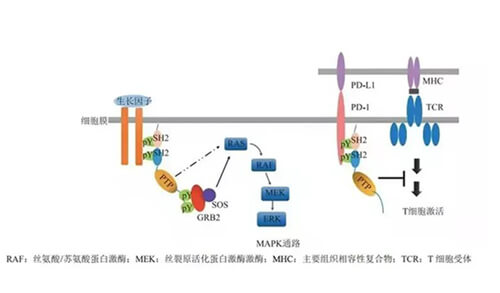 美迪西助力凌达生物SHP2变构抑制剂RG001片获批临床.jpg