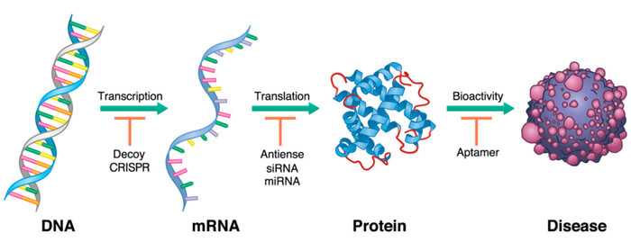 1-寡核苷酸药物作用于病理基因表达的不同阶段.jpg
