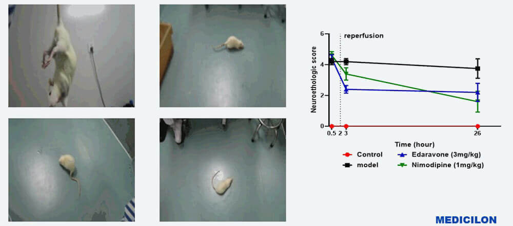 大鼠行为学考察 （Zea-longa评分和动物行为）.jpg