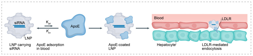 第一代：LNP+小核酸-→肝脏.jpg