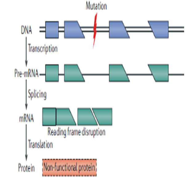 图1-基因突变影响开放阅读框而不能形成有功能的蛋白.jpg