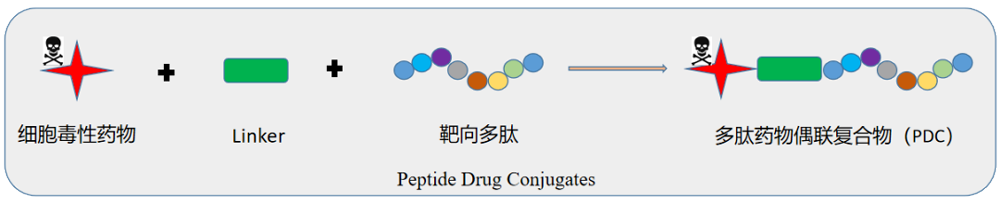 多肽偶联药物（PDC）结构示意图.png
