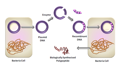 重组DNA技术用于肽/蛋白质/抗体合成.png