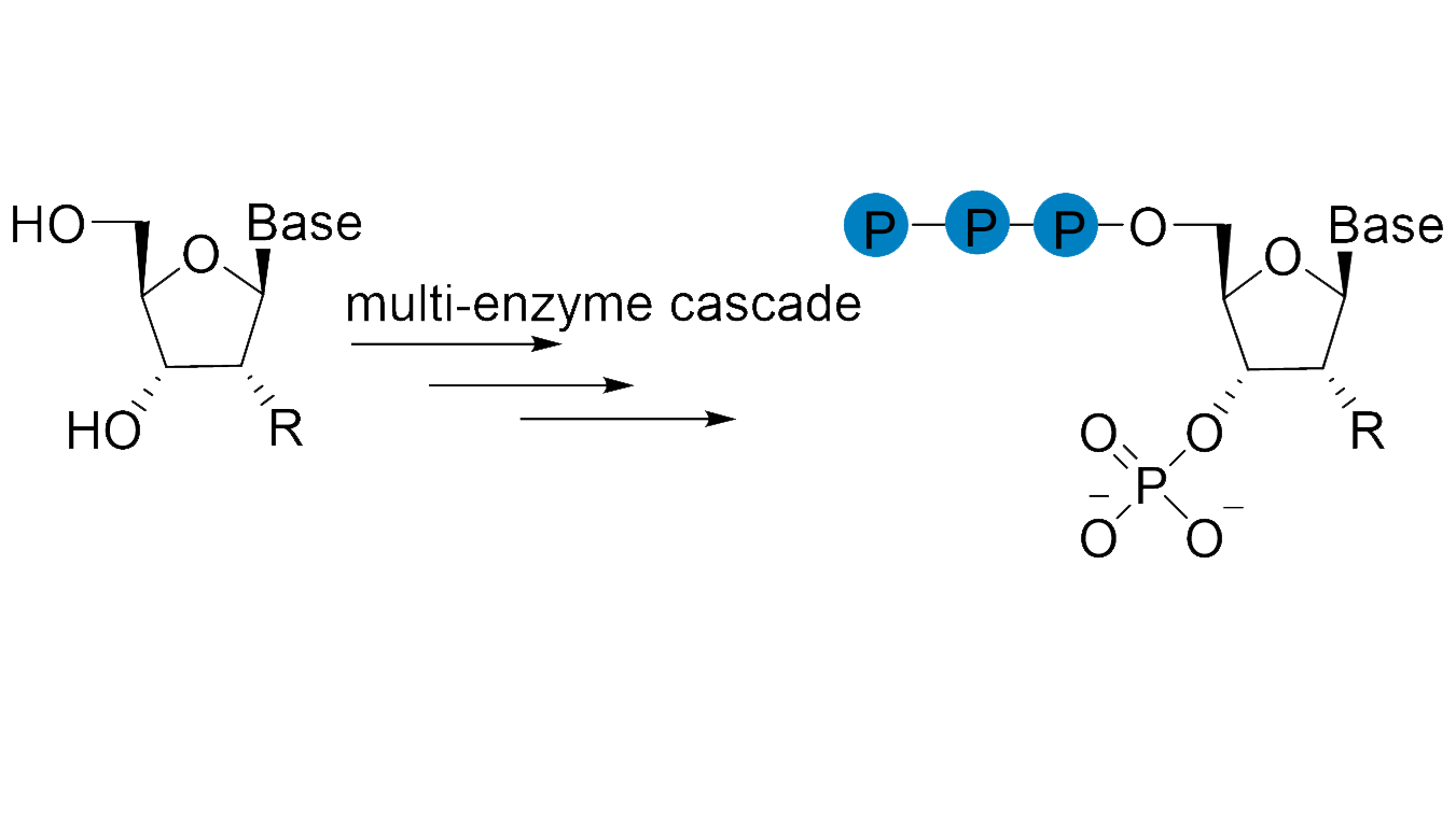 3’封闭NTP的生物催化合成
