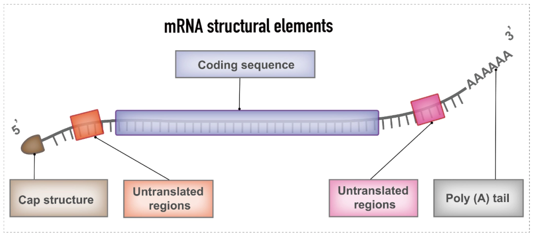 mRNA structural elements.webp
