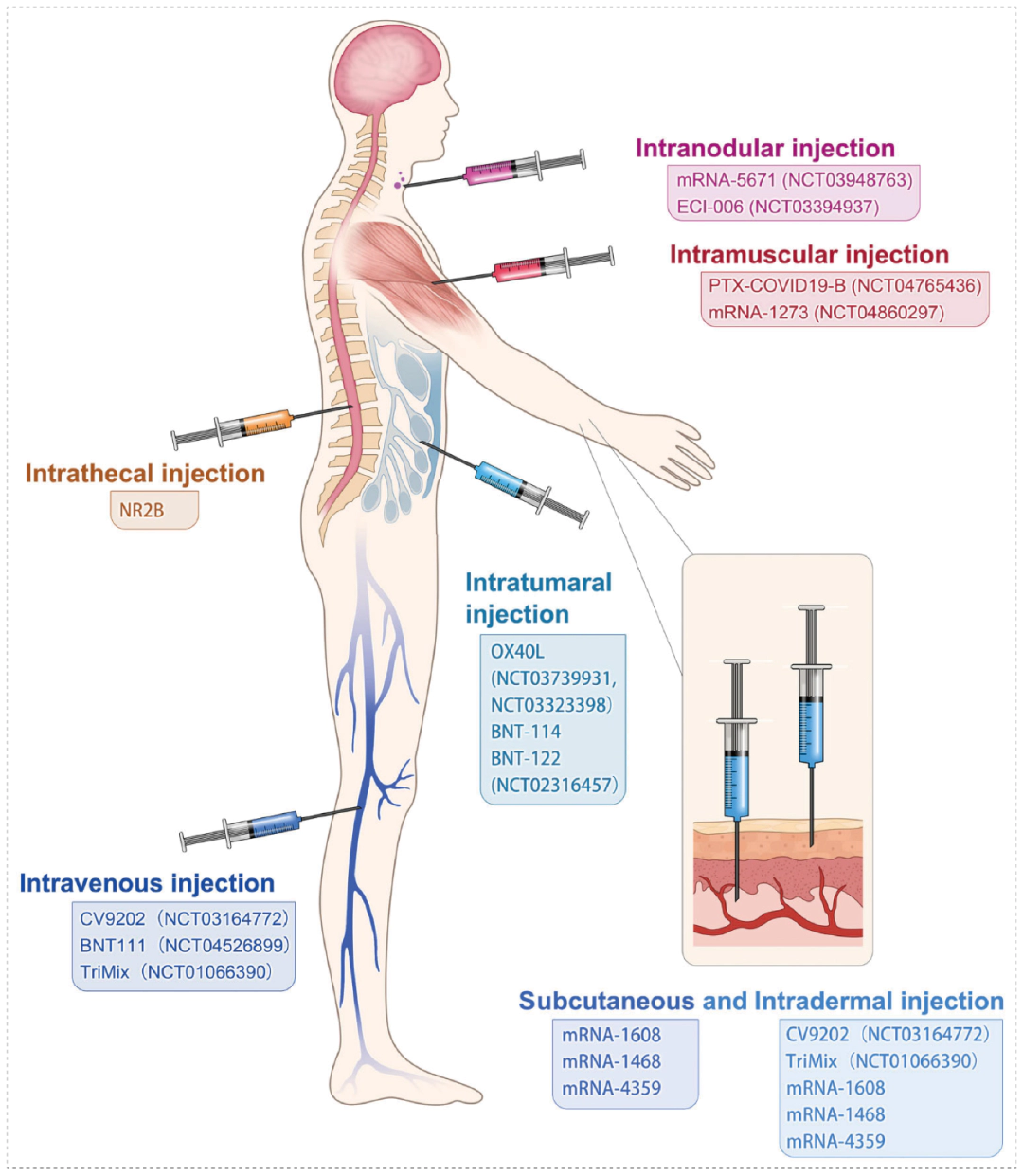 Different strategies for the administration of mRNA vaccines.webp