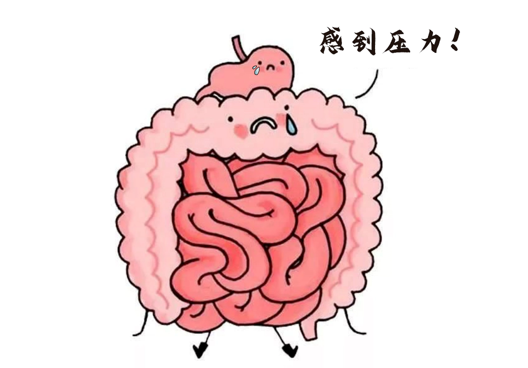 肠道不仅是消化器官，更是“情绪隐形指挥官”。.webp