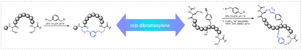 DBX环化.webp