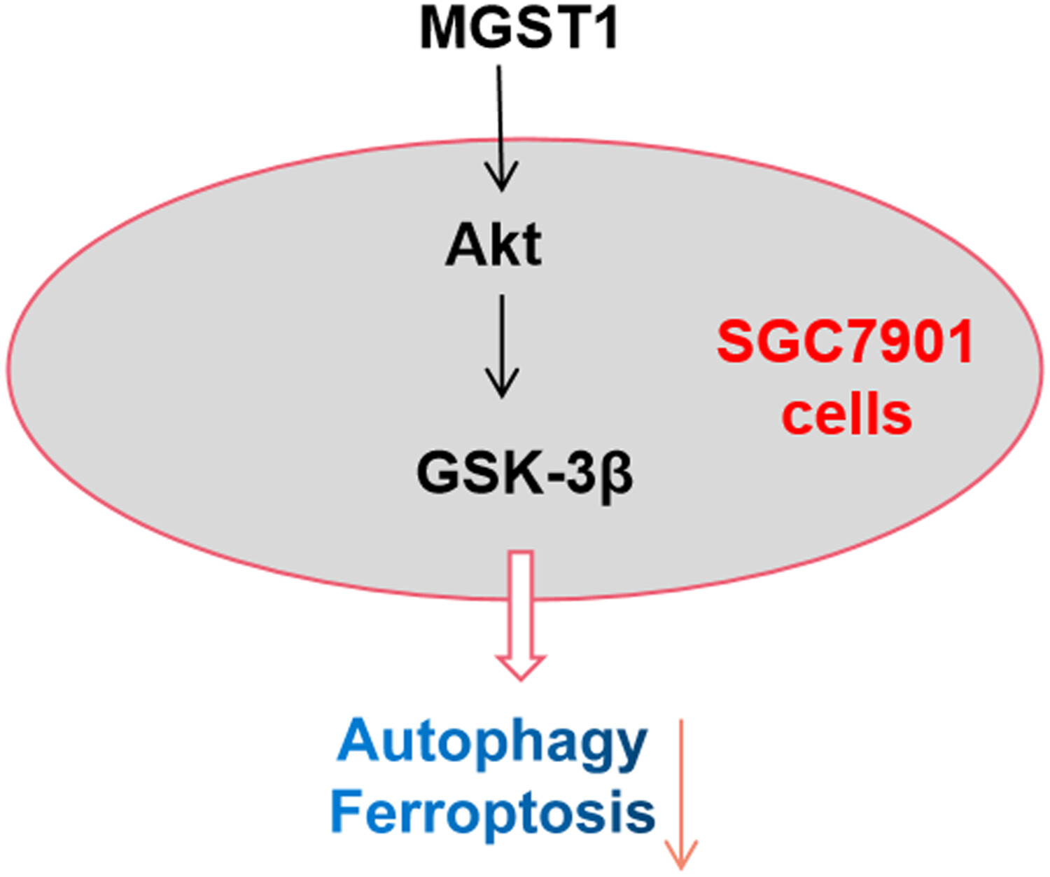 MGST1过表达通过激活Akt/GSK-3β信号通路诱导胃癌细胞增殖，MGST1过表达等体外实验通过美迪西进行