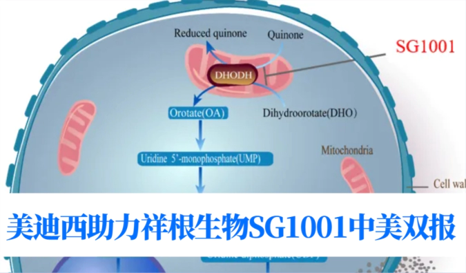中美双报+1！美迪西助力合作伙伴祥根生物SG1001再获FDA临床试验许可