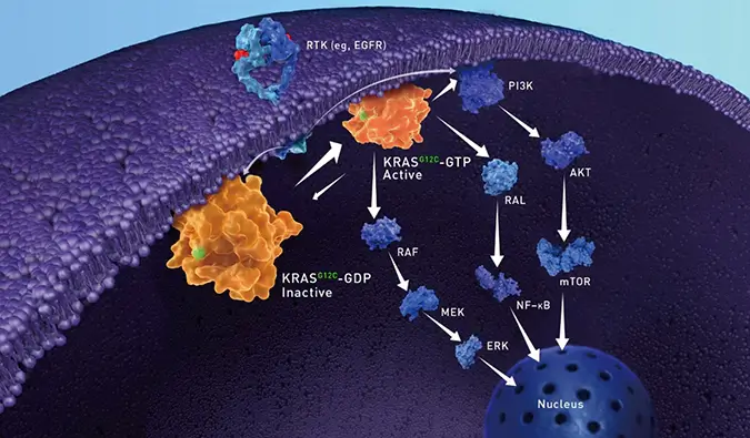 【视频合集】KRAS的功能、结构特征、致癌突变及G12C共价抑制剂研究进展