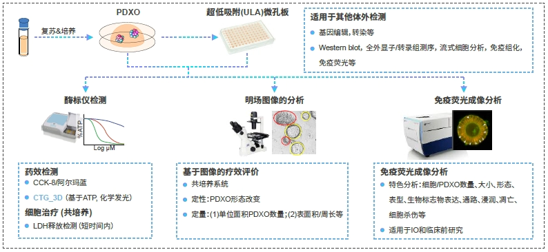 PDXO用于体外药效评估.webp