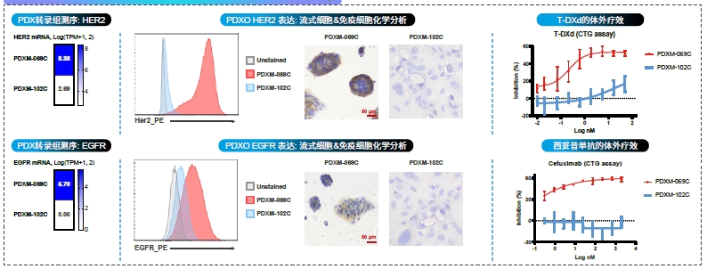 PDXO - HER2与EGFR的多组学研究.webp