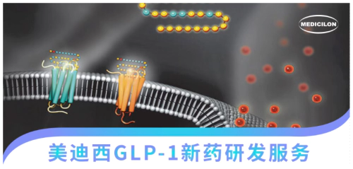 美迪西GLP-1新药研发服务.webp