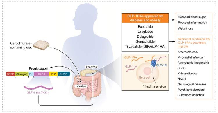 GLP-1 的产生机制及其有益作用.webp GLP-1 的产生机制及其有益作用.webp