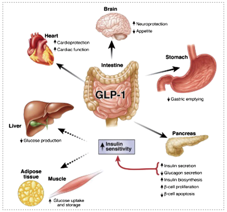 GLP-1的多重生理功能.webp GLP-1的多重生理功能.webp