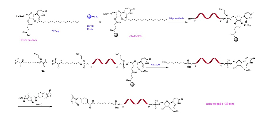 抗体-C16-siRNA-结合（退火前）展示了精确的结合技术.webp