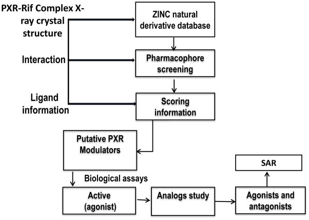靶向PXR：天然产物衍生物调控药物代谢新策略！本研究中蛋白表达与纯化通过美迪西进行