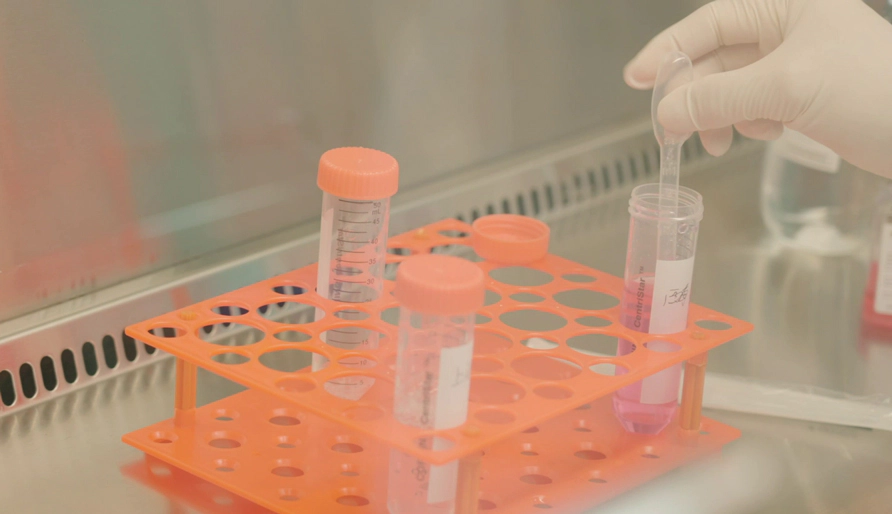 从细胞培养到数据分析，手把手拆解Caco-2实验全流程