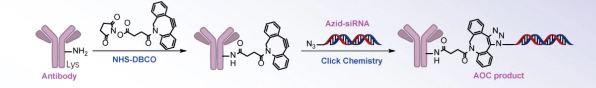 点击化学 (DBCO-叠氮)偶联 (CCC).webp