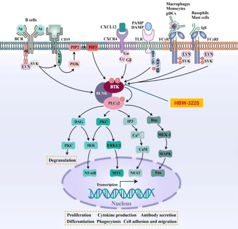 美迪西祝贺海博为药业HBW-3220胶囊进入关键性Ⅲ期临床研究.webp 美迪西祝贺海博为药业HBW-3220胶囊进入关键性Ⅲ期临床研究.webp