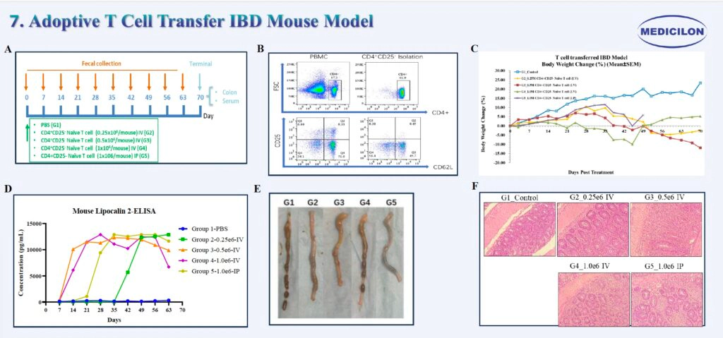 7 过继性T细胞转移IBD小鼠模型.webp