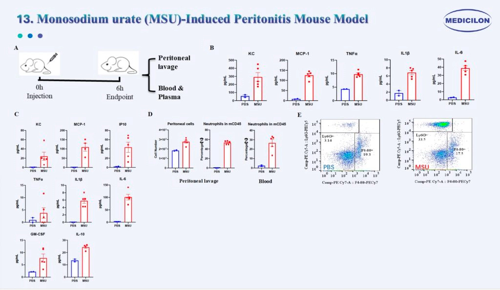 13 尿酸钠（MSU）诱导的小鼠腹膜炎模型.webp