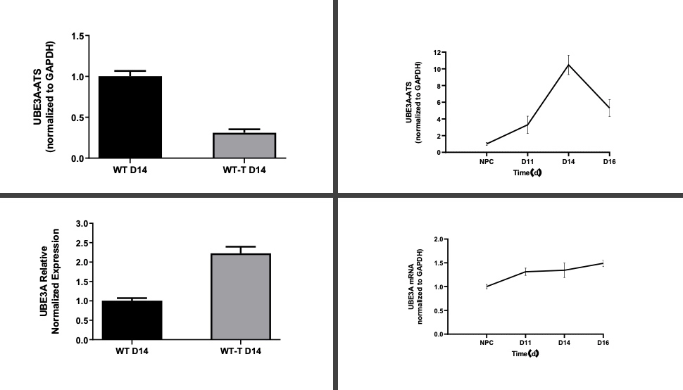利用 iPSC 衍生的皮层神经元评估靶向 UBE3A 的 ASO 的疗效 检测.webp