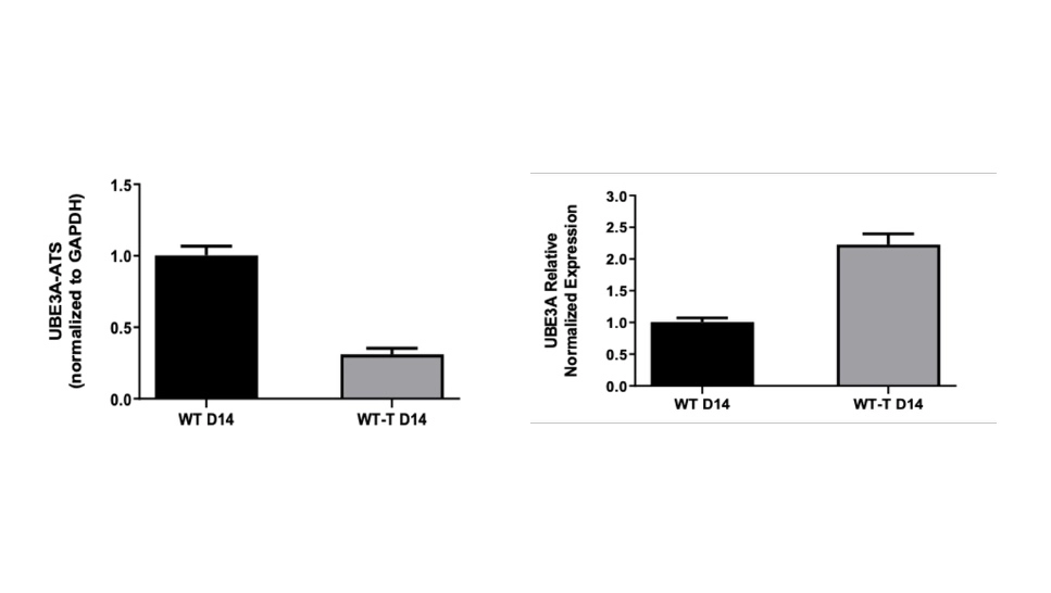 利用 iPSC 衍生的皮层神经元评估靶向 UBE3A 的 ASO 的疗效 主要结果-1.webp