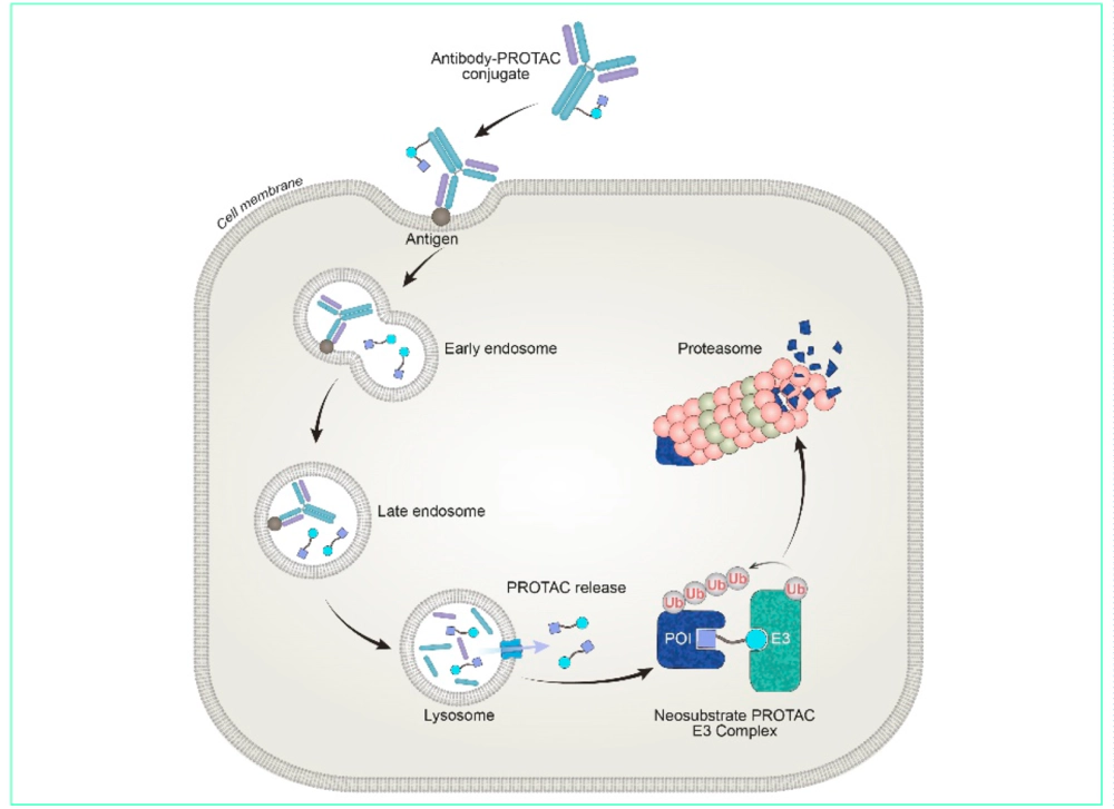Mechanism of DAC.webp