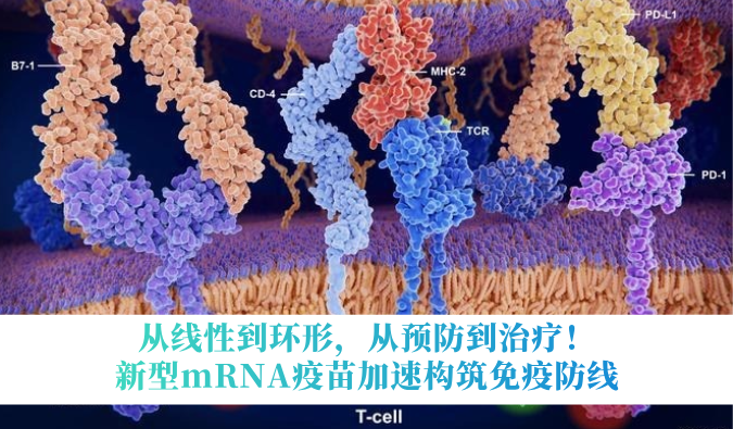 从线性到环形，从预防到治疗！新型mRNA疫苗加速构筑免疫防线